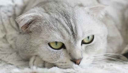 星空体育官网入口：开启极致体育新体验的官方通道